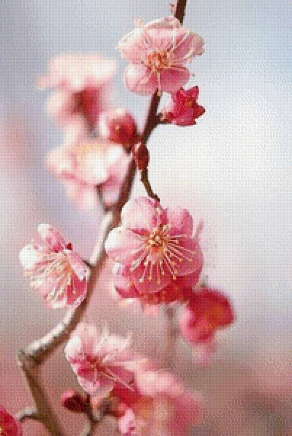 Цветение - цветок - предпросмотр