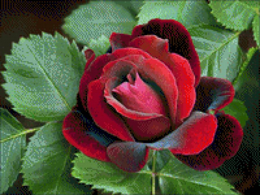 rožė - roza, rožė - предпросмотр