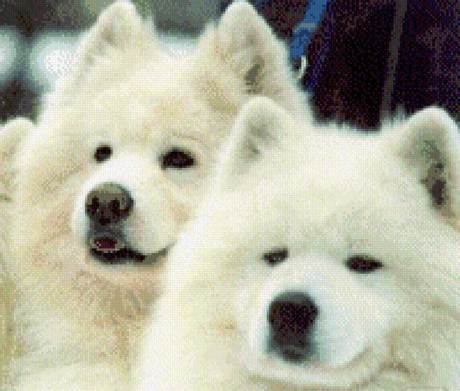 самоедики - животные, самоед, семья, собаки, пушистые - предпросмотр