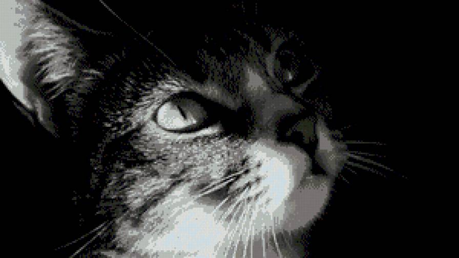 кот - предпросмотр