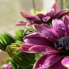 Схема вышивки «№598194»