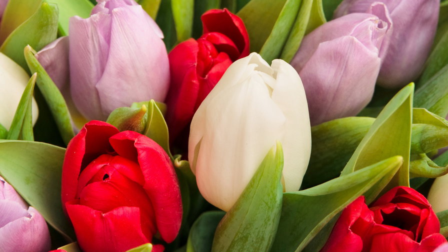 тюльпаны - тюльпаны, весна, цветы - оригинал