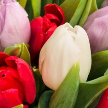 Схема вышивки «тюльпаны»