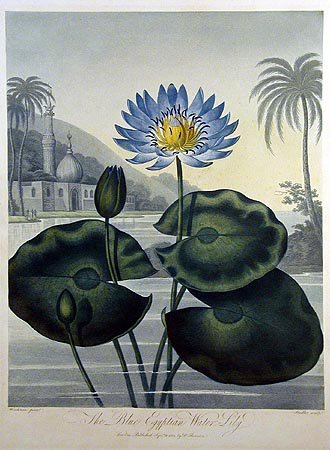 Синий лотос - восток, азия, цветы, пейзаж - оригинал