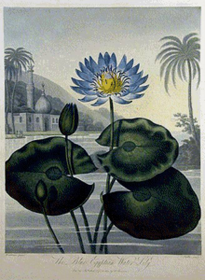 Синий лотос - восток, пейзаж, цветы, азия - предпросмотр