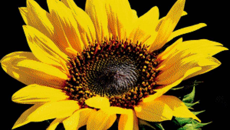 Подсолнух - цветок, подсолнух - предпросмотр