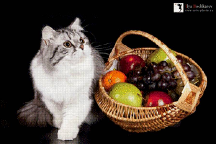 серия "корзины" - корзина.фрукты.апельсины.кот - предпросмотр