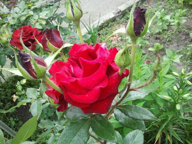 роза - оригинал