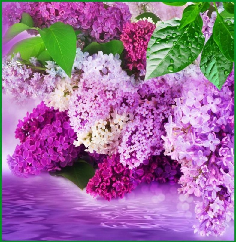 душистая сирень - сирень, цветы, букет - оригинал