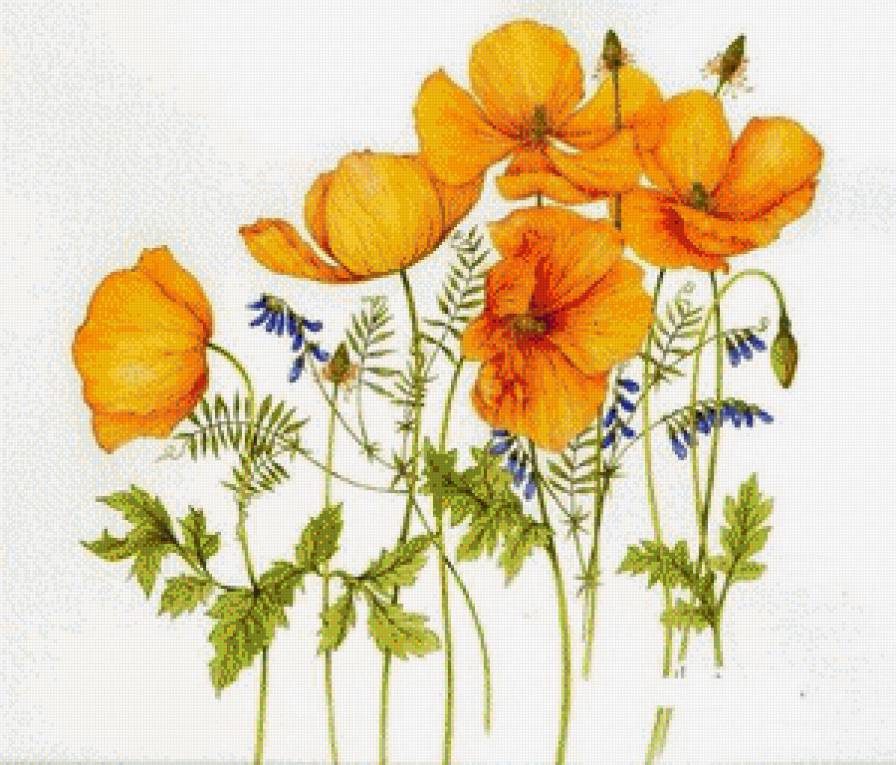 Полевые цветы.Джен Харбон - букеты, живопись, цветы, джен харбон, акварель - предпросмотр