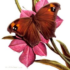 Схема вышивки «№598899»