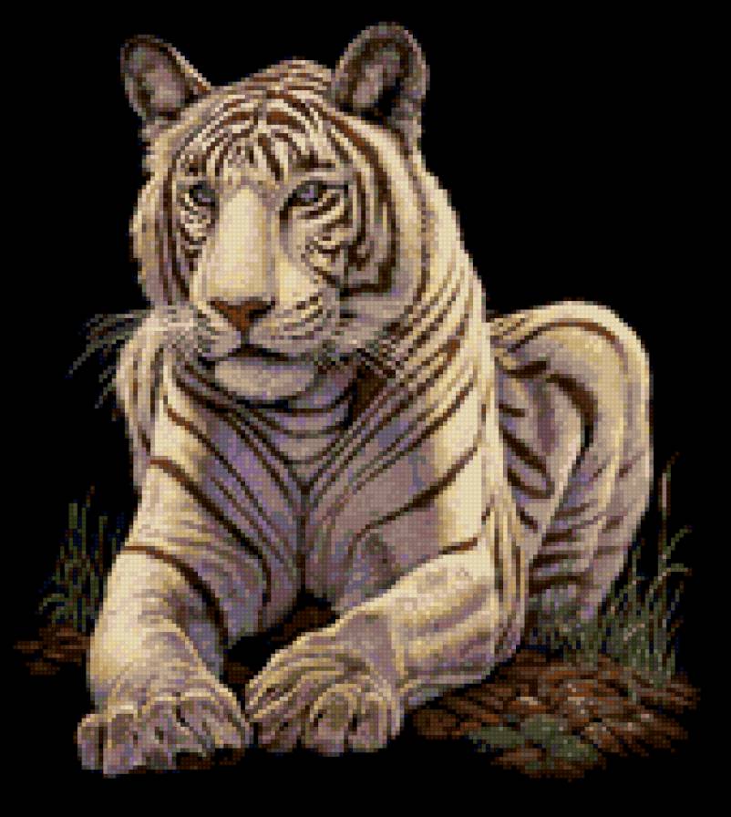 тигр 4 - тигр - предпросмотр