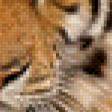 Предпросмотр схемы вышивки «Тигр» (№599023)