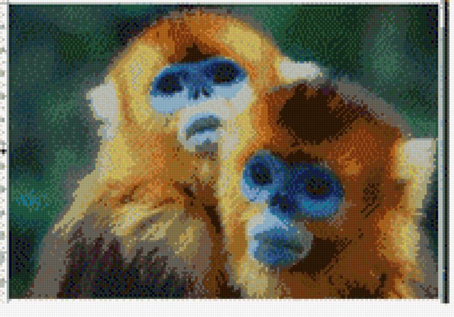 золотистые мартышки - приматы., мартышки, обезьяны - предпросмотр