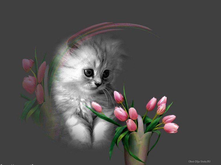 котенок с тюльпанами - котенок - оригинал