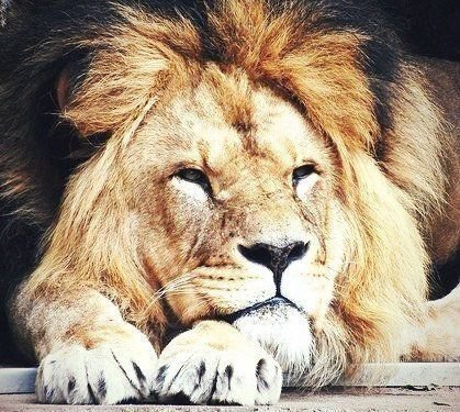 лев на отдыхе - лев, кошки, животные - оригинал