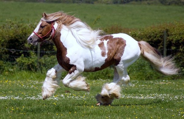 лошадь на скаку - лошадь, живоное, природа - оригинал
