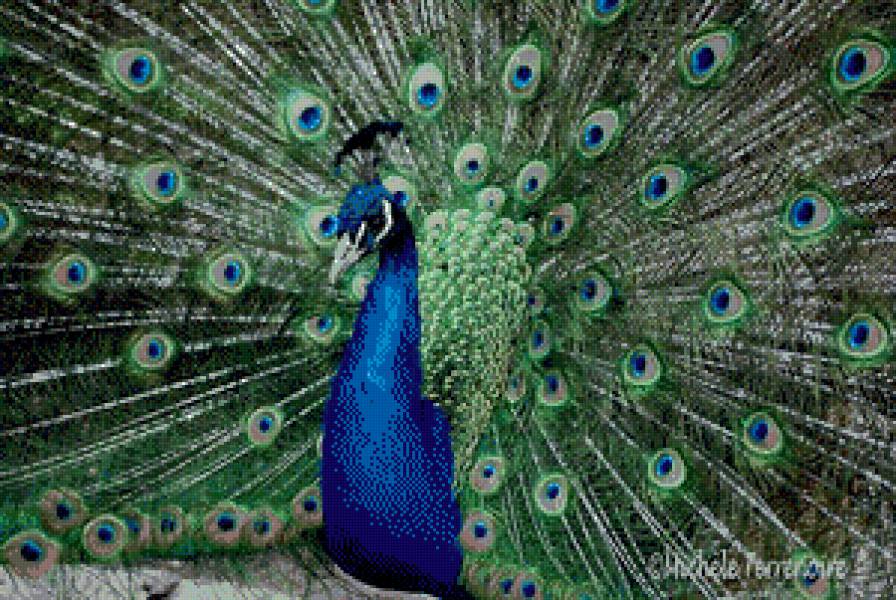 павлин - птица, павлин, животные - предпросмотр