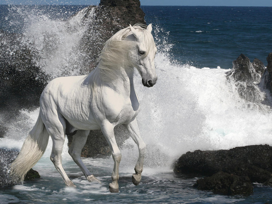 белогривый - животные, море, лошади - оригинал