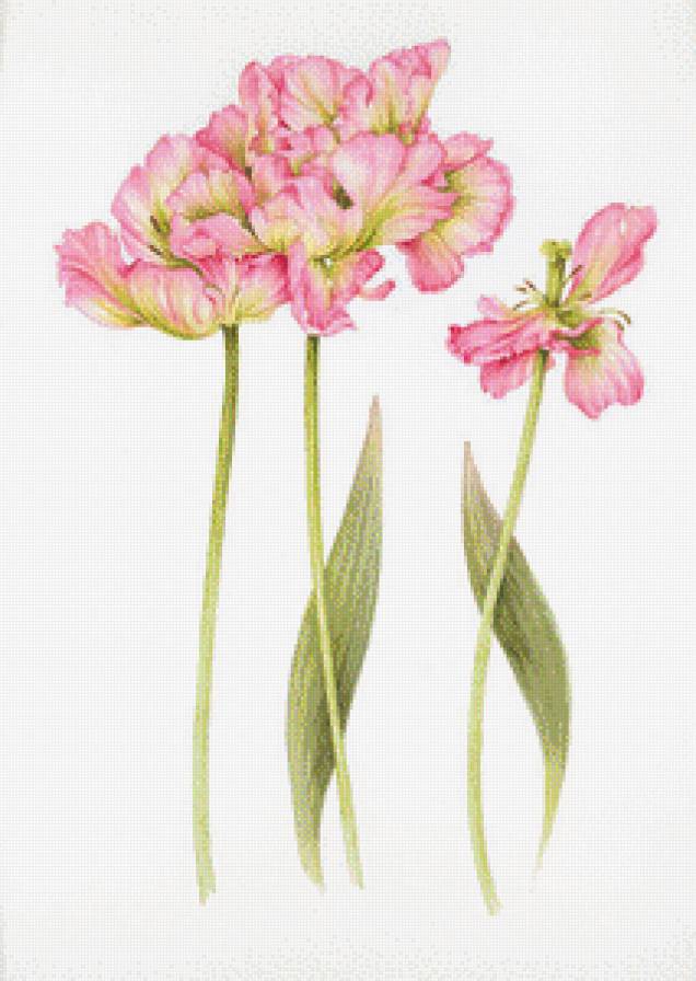 Цветы.Акварель - букеты, акварель, джен харбон, живопись, цветы - предпросмотр