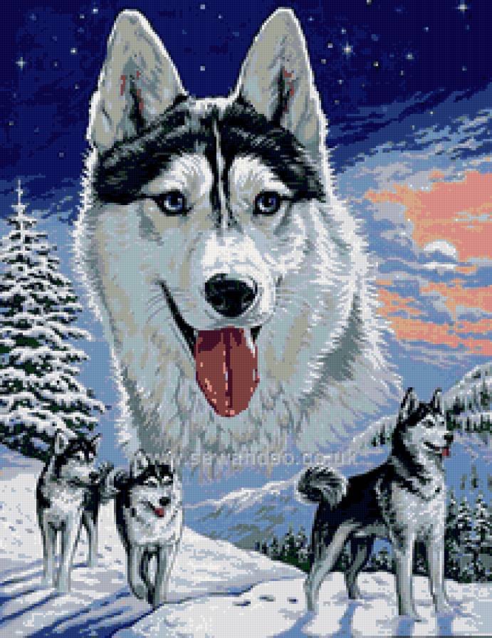 хаски - животные - предпросмотр