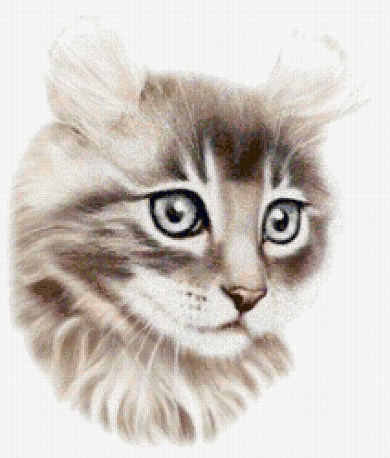 Кошка - кошка, животные - оригинал