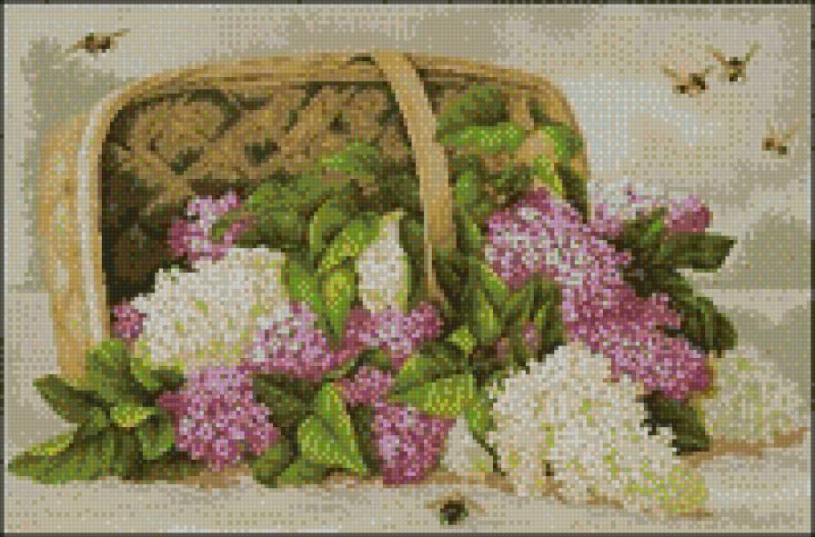 сирень - предпросмотр