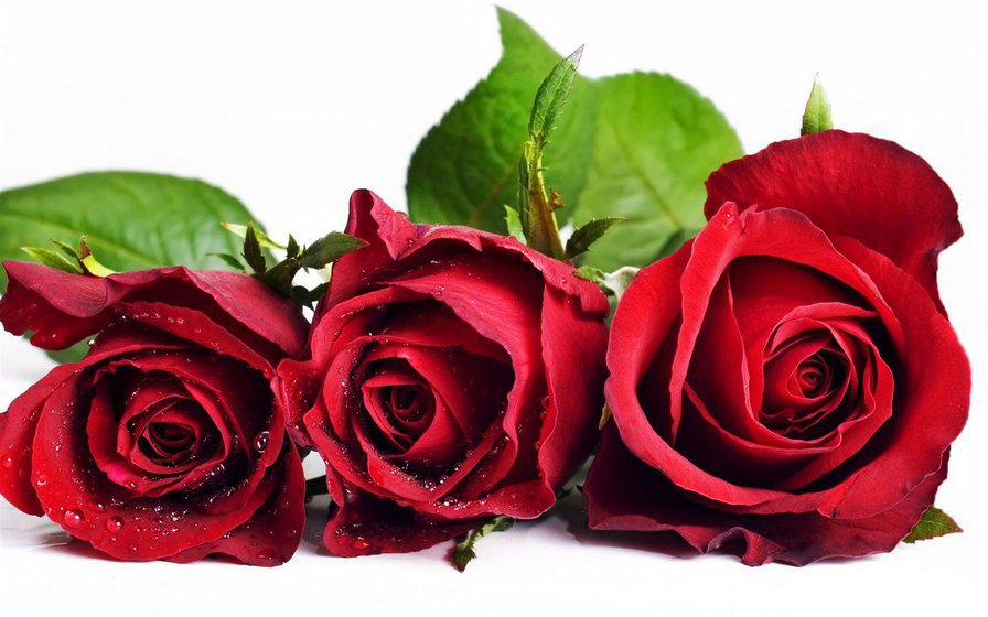 роза - цветы - оригинал