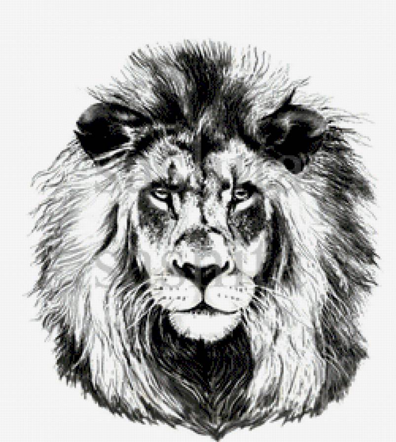 лев ,монохром - животные., дикие кошки - предпросмотр