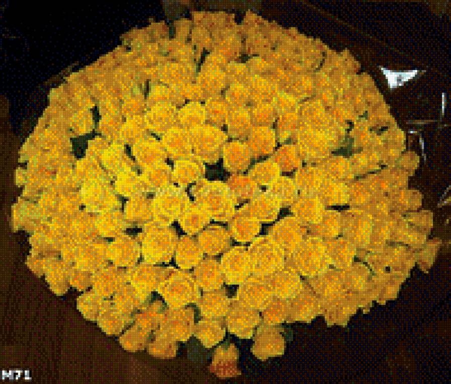 желтые розы - предпросмотр