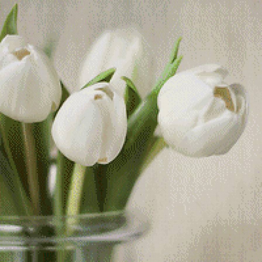 белые тюльпаны - предпросмотр