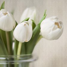 Оригинал схемы вышивки «белые тюльпаны» (№600658)