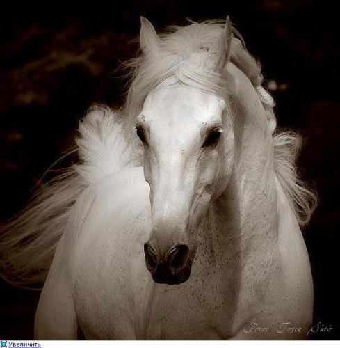 Лошадь - лошадь, белый, черный - оригинал