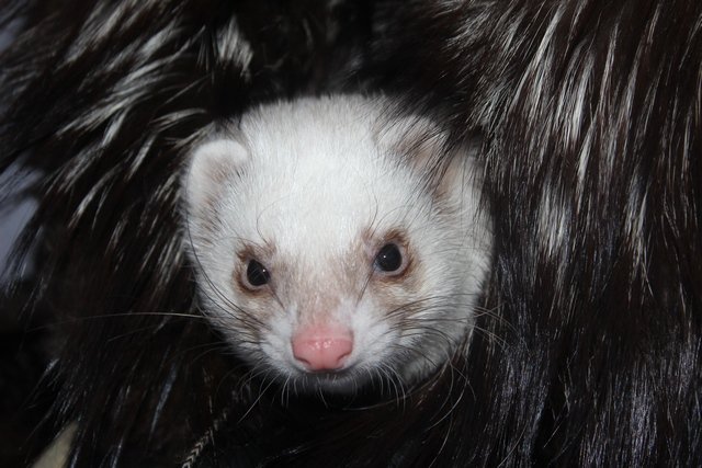 Хорёк в чернобурке - животные, хорьки, хорек - оригинал