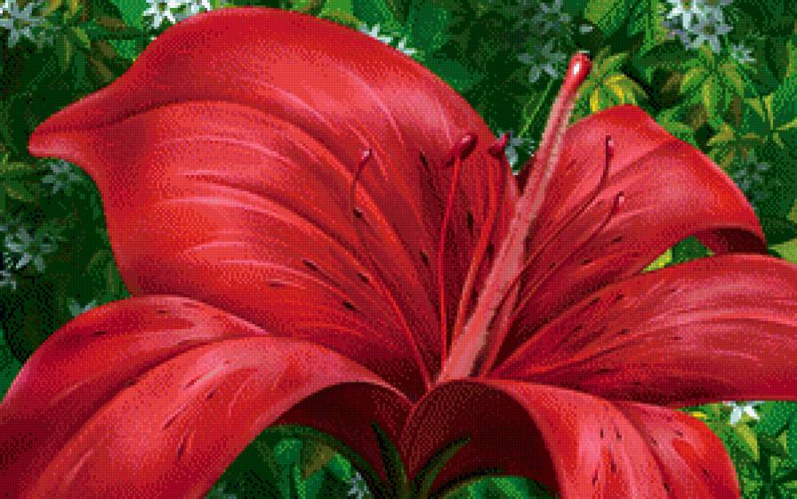 Красная лилия - цветы - предпросмотр