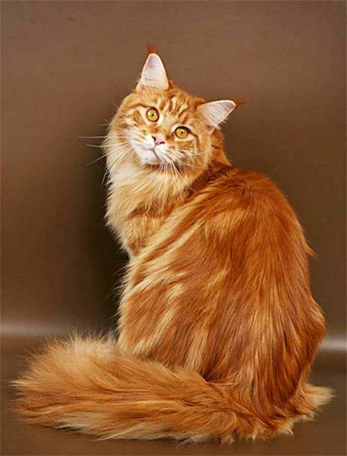 Тигрик - оригинал