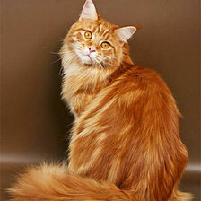 Схема вышивки «тигрик2»