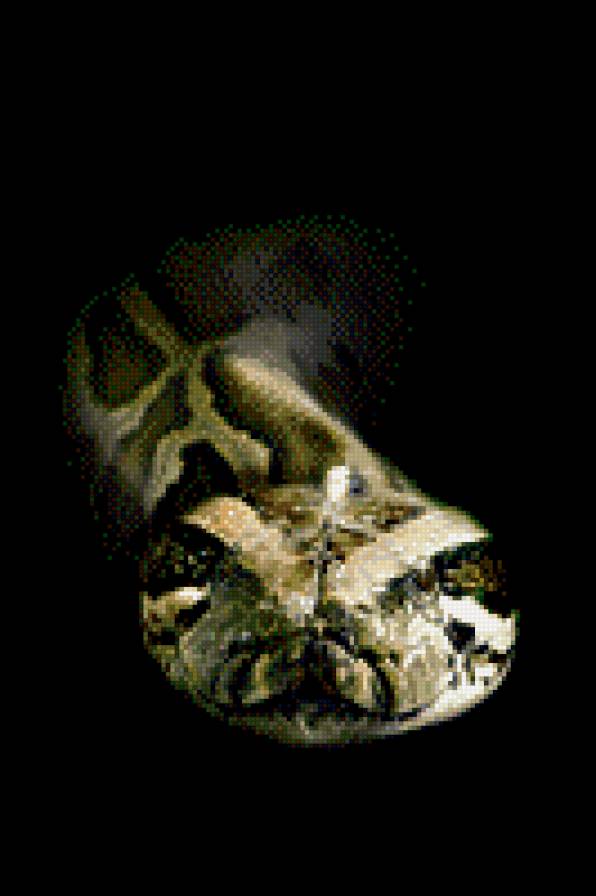 Питон - змея, животные, питон - предпросмотр