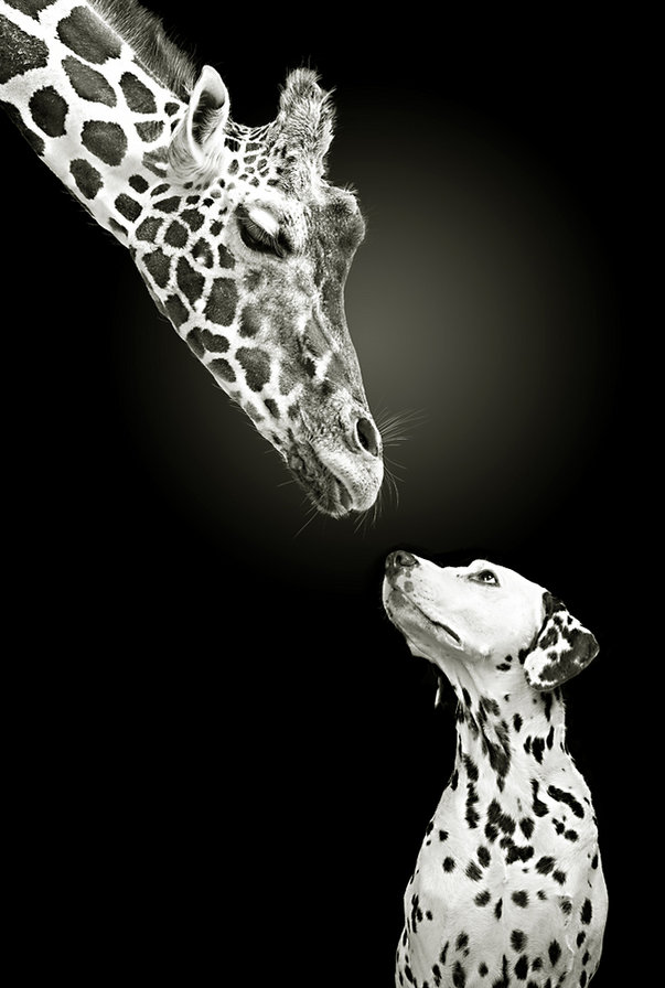 Дружба - животные, жираф, собака, монохром, друзья, черно-белое - оригинал