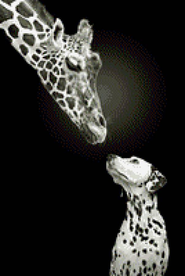 Дружба - черно-белое, жираф, друзья, монохром, собака, животные - предпросмотр