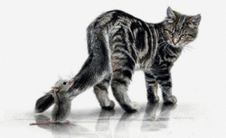 Кошки-мышки - коты, природа, мышь, кошка, животные - предпросмотр