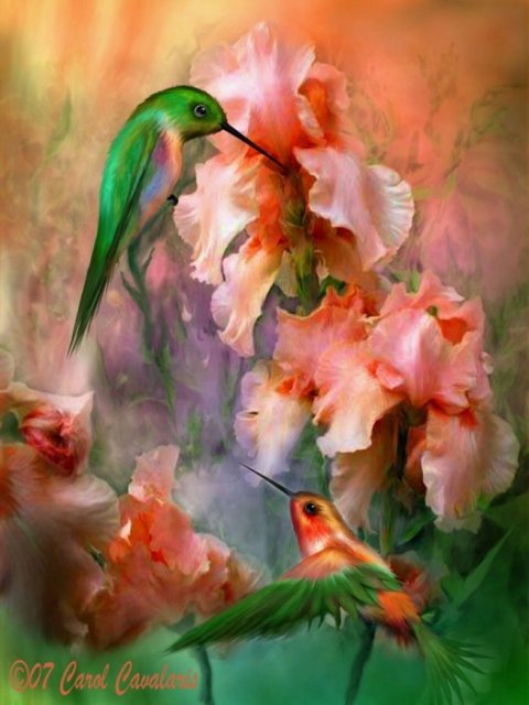 колибри - птицы, цветы - оригинал