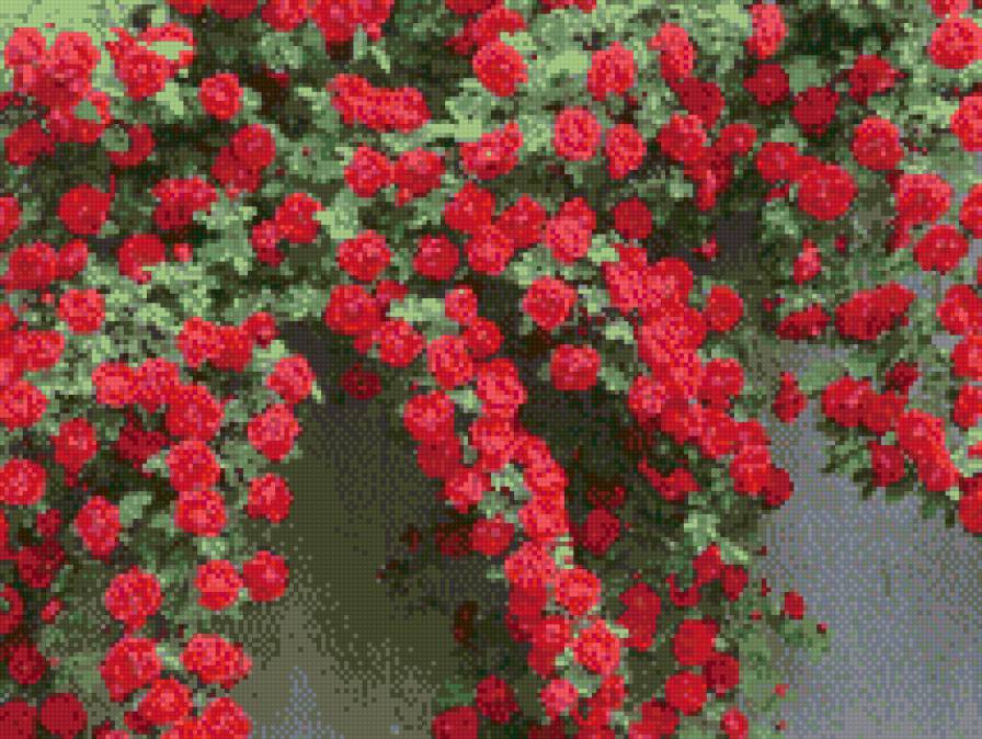 Розы - розы - предпросмотр