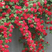 Схема вышивки «Розы»