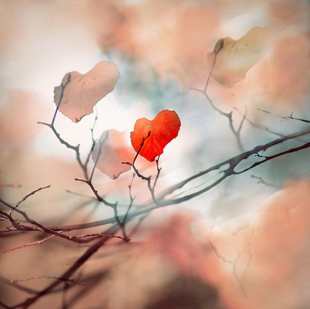 сердце - оригинал