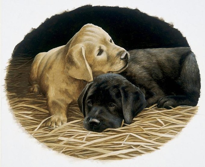 Собачки - собаки, животные - оригинал