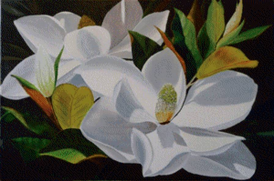 Магнолия - цветы - предпросмотр