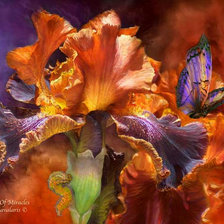 Схема вышивки «Carol Cavalaris»