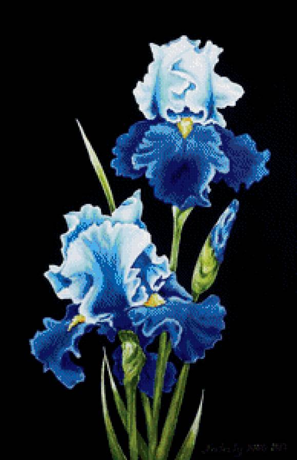 ирис - картина цветы - предпросмотр