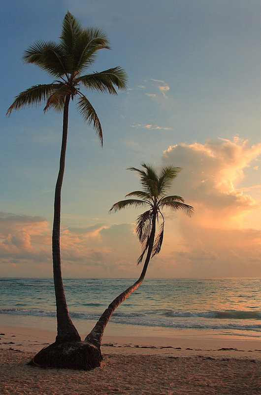 Пальмы - вода, море, пальмы, берег, пейзаж, океан, растения - оригинал